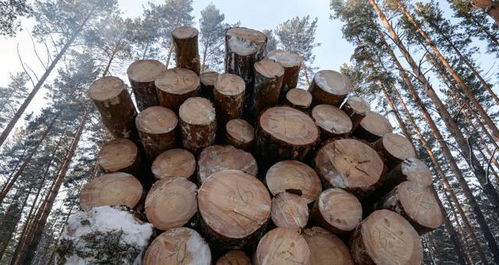 米舒斯京 俄个别木材产品的出口将被法律禁止